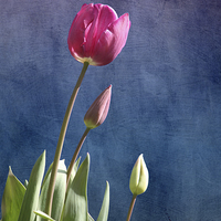 Buy canvas prints of  Tulips by Terri Waters