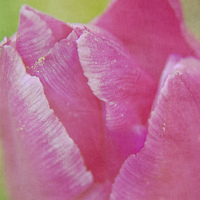 Buy canvas prints of  Pink Tulip Textured by Terri Waters