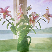Buy canvas prints of Seaside Lilies  by Terri Waters