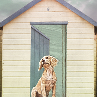 Buy canvas prints of Beach Hut Puppy by Terri Waters