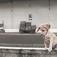 Buy canvas prints of Station Puppy by Terri Waters