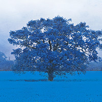 Buy canvas prints of Cold Tree In A Field Of Blue by Terri Waters