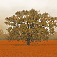Buy canvas prints of Autumn Tree In A Field Of Orange by Terri Waters