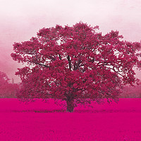 Buy canvas prints of Hot Tree In A Field Of Pink by Terri Waters