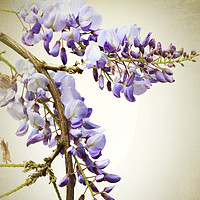 Buy canvas prints of Wisteria  by Terri Waters
