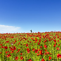 Buy canvas prints of Poppies And A Photographer by Terri Waters