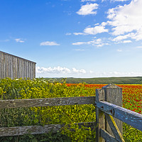 Buy canvas prints of A West Pentire Farm by Terri Waters