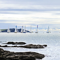 Buy canvas prints of The Working Boats Race Falmouth 2018 by Terri Waters