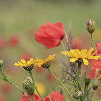 Buy canvas prints of Corn Marigolds And Poppies by Terri Waters