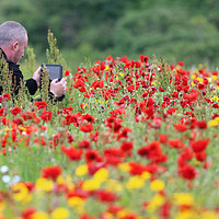 Buy canvas prints of Man in the Poppies by Terri Waters