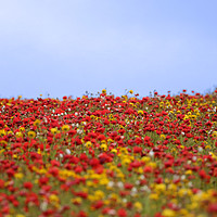 Buy canvas prints of Colourful Field by Terri Waters