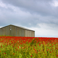 Buy canvas prints of Red Poppies and a Barn by Terri Waters