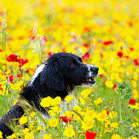 Buy canvas prints of Happy Dog in the Flowers by Terri Waters