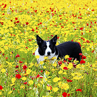 Buy canvas prints of Dog in the Flowers by Terri Waters