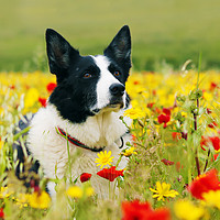 Buy canvas prints of Dog Sitting Pretty in the Flowers by Terri Waters