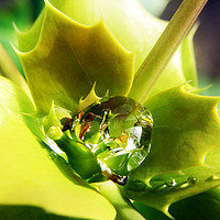 Buy canvas prints of Mahonia after the Rain by Terri Waters