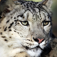 Buy canvas prints of Snow Leopard Uncia Uncia by Terri Waters