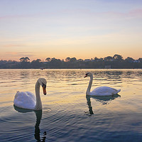 Buy canvas prints of Restronguet Swans At Sunrise by Terri Waters