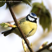 Buy canvas prints of Blue Tit in Spring by Terri Waters