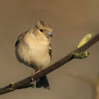 Buy canvas prints of Female Chaffinch in Spring by Terri Waters