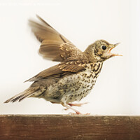 Buy canvas prints of Excited Thrush by Terri Waters