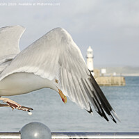 Buy canvas prints of St Ives Seagull by Terri Waters