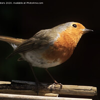 Buy canvas prints of Watchful Robin by Terri Waters