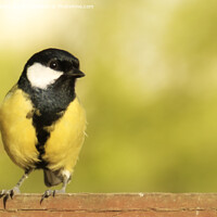 Buy canvas prints of Great Tit on a Fence by Terri Waters