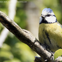 Buy canvas prints of Blue Tit on a Branch by Terri Waters