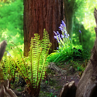 Buy canvas prints of Spring in The Stumpery by Terri Waters