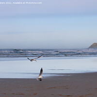 Buy canvas prints of Seagulls at Perranporth Beach by Terri Waters