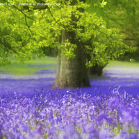 Buy canvas prints of Bluebell Wood by Terri Waters