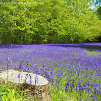 Buy canvas prints of Bluebell Carpet by Terri Waters