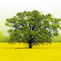 Buy canvas prints of Tree in a Field of Gold by Terri Waters
