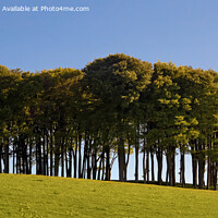 Buy canvas prints of The Nearly Home Trees by Terri Waters