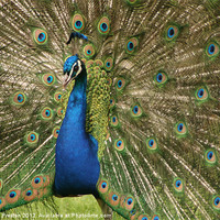Buy canvas prints of Peacock by Alasdair Preston