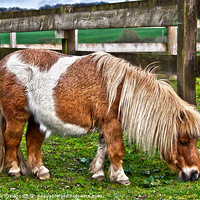 Buy canvas prints of Shetland Pony by Alasdair Preston