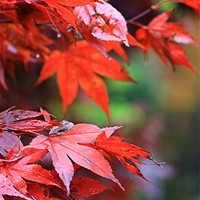 Buy canvas prints of Autumn colours by Alasdair Preston