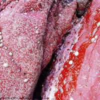Buy canvas prints of Red Rocks, Skomer Island by DEE- Diana Cosford