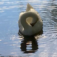 Buy canvas prints of Figure of Eight Swan by DEE- Diana Cosford