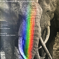 Buy canvas prints of Majesty of elephant spotlit by DEE- Diana Cosford