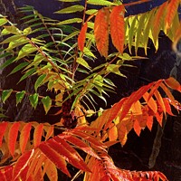 Buy canvas prints of Uplifting leaves on an uplifting day by DEE- Diana Cosford