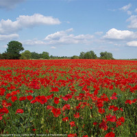 Buy canvas prints of Poppy Field, Northamptonshire, England by DEE- Diana Cosford