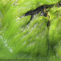 Buy canvas prints of Bright green seaweed ebbs & flows by DEE- Diana Cosford