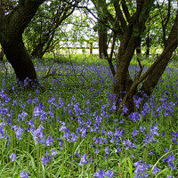 Buy canvas prints of Bluebell Wood, Cranfield by DEE- Diana Cosford