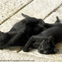 Buy canvas prints of Black kittens tired from tussle by DEE- Diana Cosford