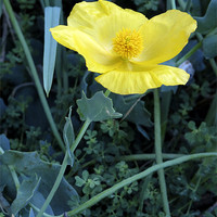 Buy canvas prints of Yellow Poppy by DEE- Diana Cosford