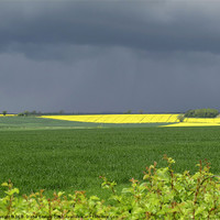 Buy canvas prints of Rapeseed Oil Field Storm Yellow by DEE- Diana Cosford