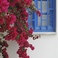Buy canvas prints of Deep Red Bougainvillaea Greece by DEE- Diana Cosford