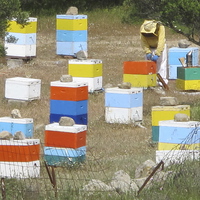 Buy canvas prints of Colourful Greek Honey Hives Beekeeper by DEE- Diana Cosford